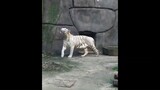 Hổ trắng loài động vật cần được bảo tồn nguy cấp #doisong