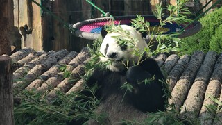 Giant Panda|Jinhu