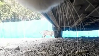 Pengalaman imersif menjadi kucing perundung yang suka cari gara-gara