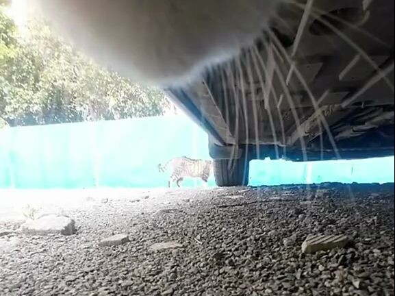 沉浸式体验当一只霸凌挑事猫