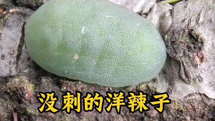 A creature that looks like QQ candy