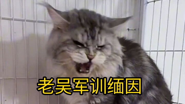 Lao Wu melatih kucing Maine Coon bos seberat 20 jin