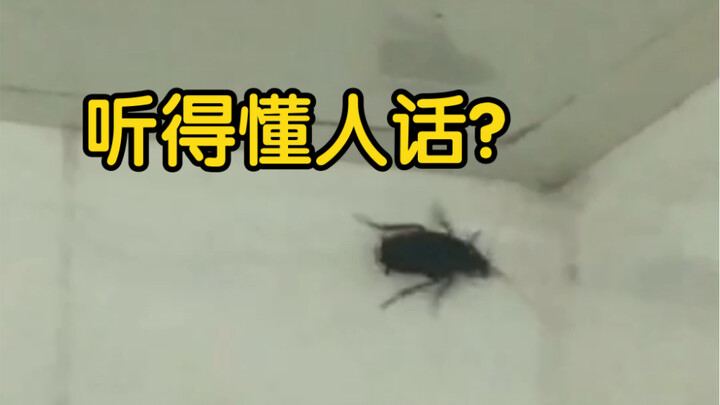 Unbelievable! The cockroach has evolved into a spirit!