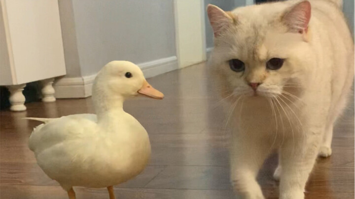 Help the duck fulfill a little wish, like getting the cat spayed.