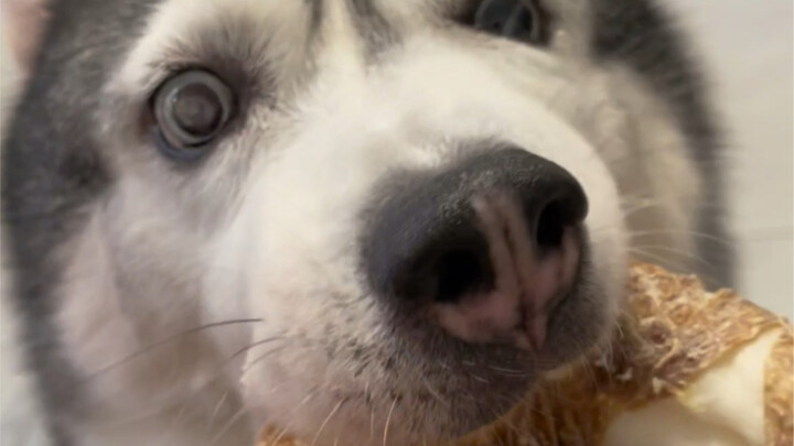 Sao cái mặt chó này lại có thể thay đổi ngay lập tức được nhỉ?