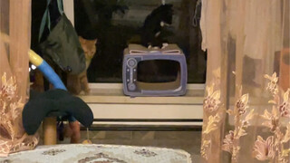 دعني أرى من سيقول إنه لا توجد روايات لقراءتها بعد الآن! (نسخة مائدة مانشو-هان الكاملة)