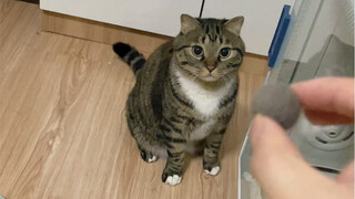 How to train a cat to be a dog
