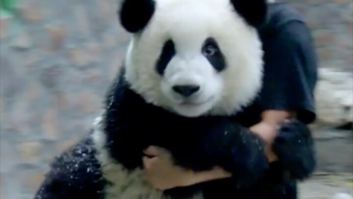 Archaeological cutie Menglan as a kid—she really looks like a plush toy! So cute!