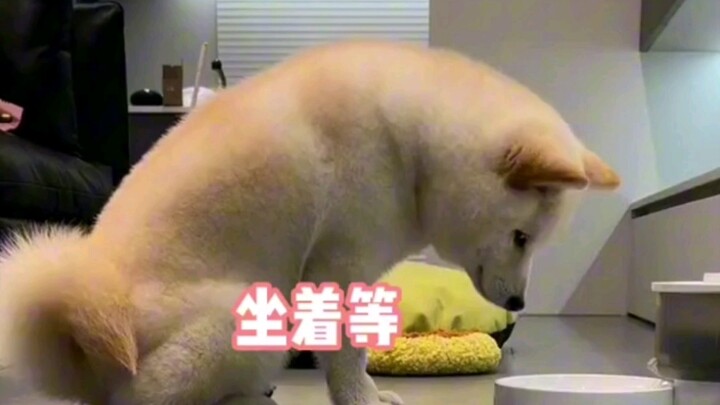 Emosi anak anjing sangat stabil