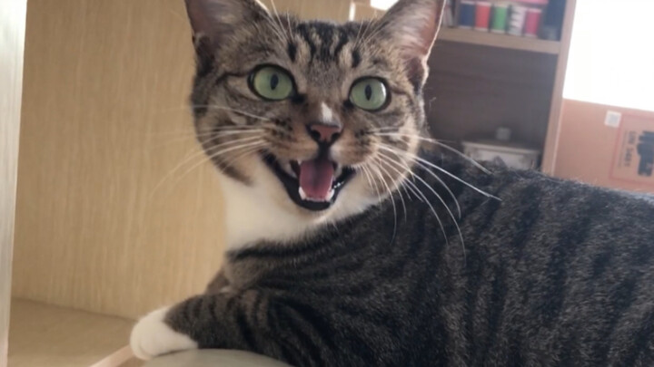 Gọi một tiếng, đáp lại một tiếng, vừa ngọt ngào lại vừa nũng nịu — không chiều cô thì còn chiều ai?!