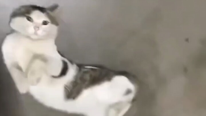 Cat: I'm batting my eyelashes at a blind person.