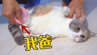 Ever since I brought the cat home, my dad has been chasing it around every day, driving the cat almo