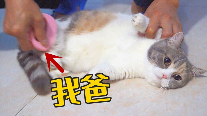 Từ ngày mang mèo về nhà, bố tôi ngày nào cũng đuổi theo mèo chơi, suýt nữa làm mèo phát điên luôn rồ