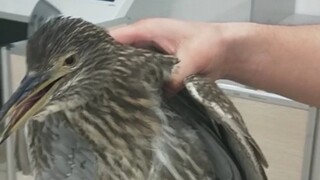 Ketika seekor burung terbang ke ruang belajar universitas
