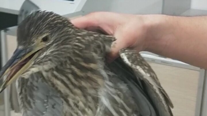When a bird flew into the university study room