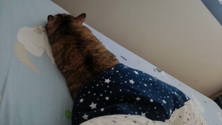 悲伤的花壳蜗牛