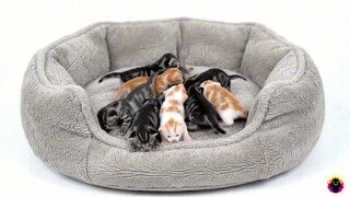 4k 选择一个动物喷雾