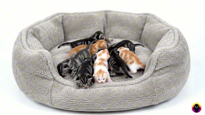 4k 选择一个动物喷雾