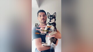 Does your dog get stressed? 🥺LearnOnTikTok doglanguage doglover minihusky