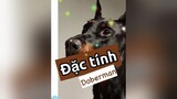 Trả lời  Đặc tính Doberman nha - chú chó vệ sĩ biết điều! thucung chó kcbweb thucungdethuong nuoidaythucung chó_cưng pet