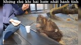 Những chú khỉ hài hước nhất hành tinh