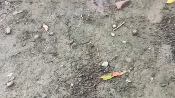 2x winner omni dom vs 2x winner claret