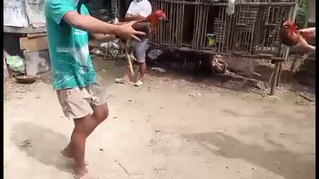 8 months win vs cock