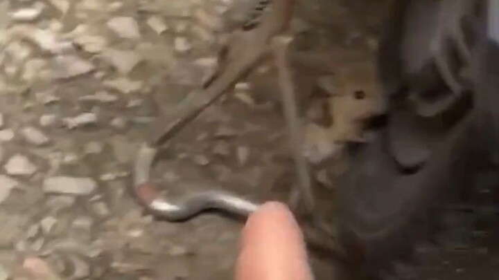 Mouse: Didn’t your mom teach you that you’re not supposed to point at people with your finger?