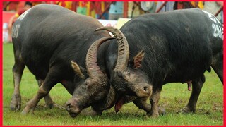 Carabao Fight. #2