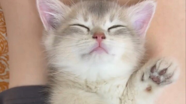 小猫：人，咪想你了