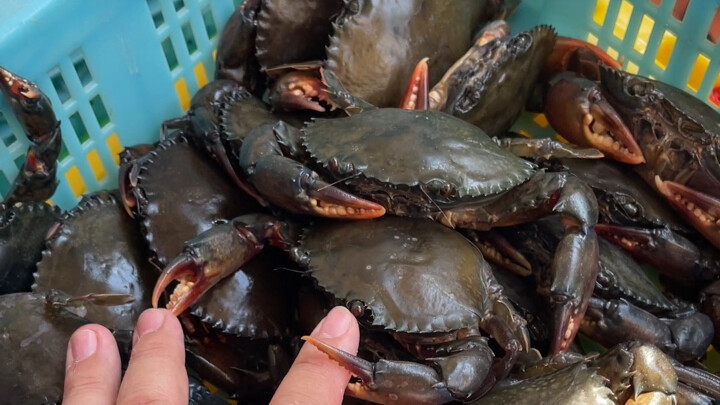 Masakan Thailand: Jelajahi kepiting cangkang lunak Thailand selatan yang lezat dan tidak memuntahkan