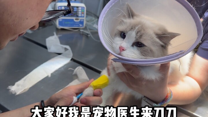 Đã triệt sản rồi mà vẫn động dục