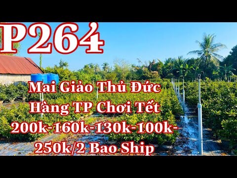 Mai vàng p264 | 0979217639 Tuyền | mai giảo thủ đức hàng chơi tết 200k - 160k -130k - 100k -250k/2