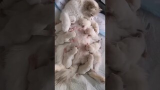 Funny animals 2023😆- Funniest cats and dogs video 🐈🐕 P-15 #shorts