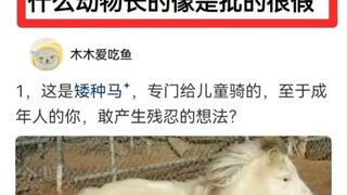 什么动物长得像假的