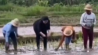 Petani Elit Tanam Padinya Maju