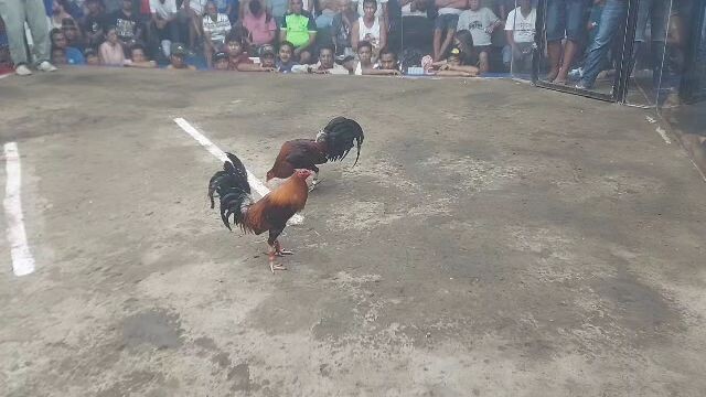 2hits champion 2nd fight