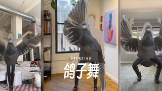 أخيرًا سيطرت الحمائم على البشر‼️