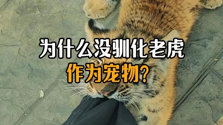 Tại sao không thuần hóa hổ làm thú cưng?