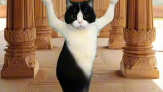 Indian girl cow cat!!