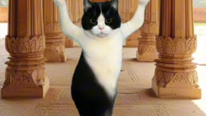 Cô gái bò mèo Ấn Độ!!