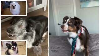 Surface Pressure (Encanto) but Dogs Sung It (Dogs Version Cover)
