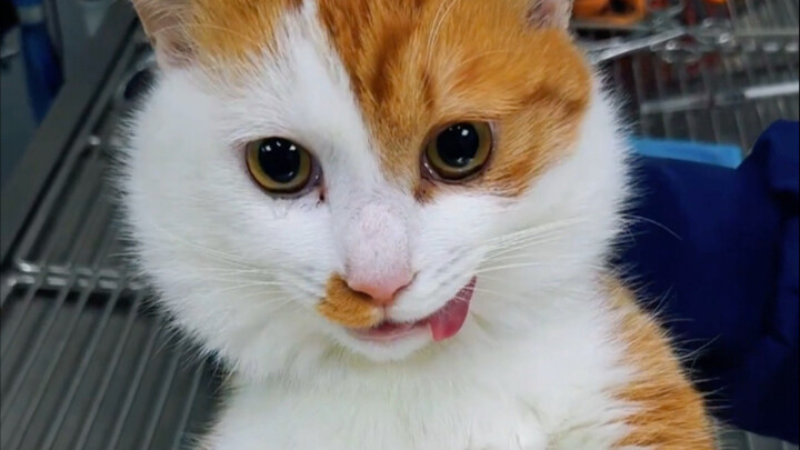 Hỏi mèo có bao nhiêu sầu, như một dòng lệ chảy về phía đông.