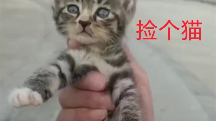 大叔训猫