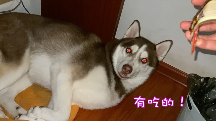 Faktanya, telinga husky pasti menyimpan “alat pendeteksi”!