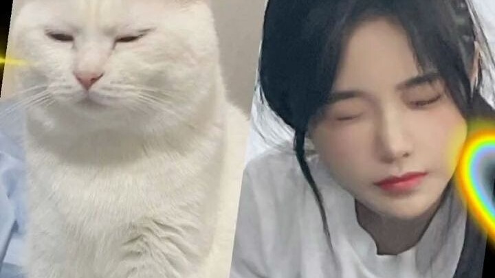 Some cats, you just need to glance at them to know who their owner is.