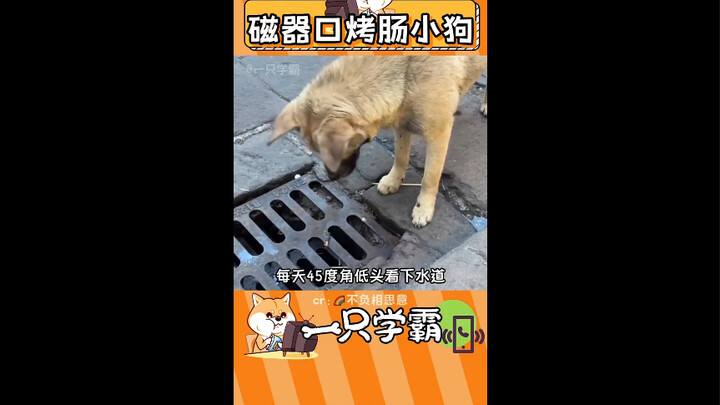 Anak anjing yang selingkuh dari sosis