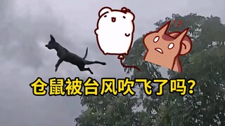 【鼠糖】仓鼠和松鼠被台风贝碧嘉吹飞了吗？