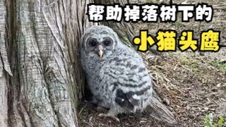 路边树下的小猫头鹰！