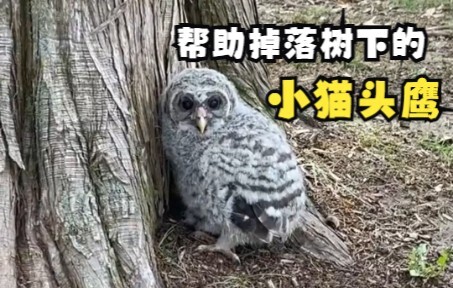 นกฮูกตัวน้อยใต้ต้นไม้ข้างทาง!